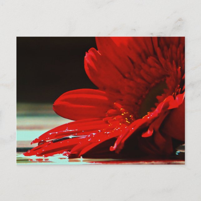 Carte Postale Fleur Gerbera Red Daisy (Devant)