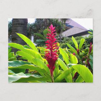 Carte Postale Fleur hawaïenne
