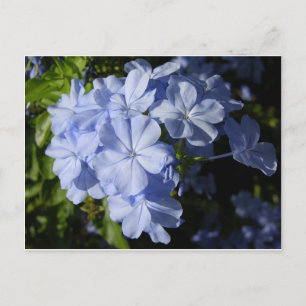 Carte Postale Fleur Hawaiian Blue Plumbago