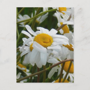 Carte Postale Fleur heureuse - visage heureux de marguerite sour