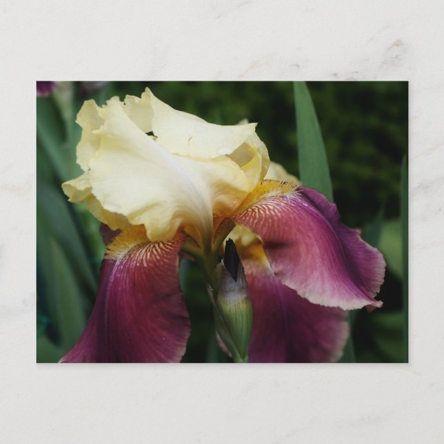Carte Postale Fleur Iris Jaune (Devant)