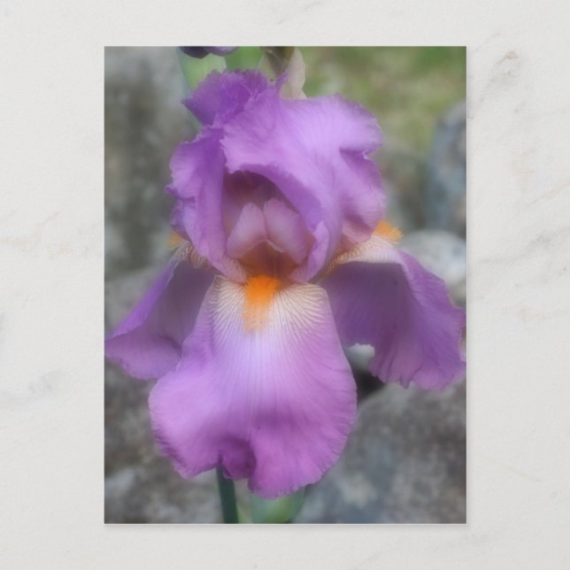 Carte Postale Fleur Iris Lavande Douce (Devant)