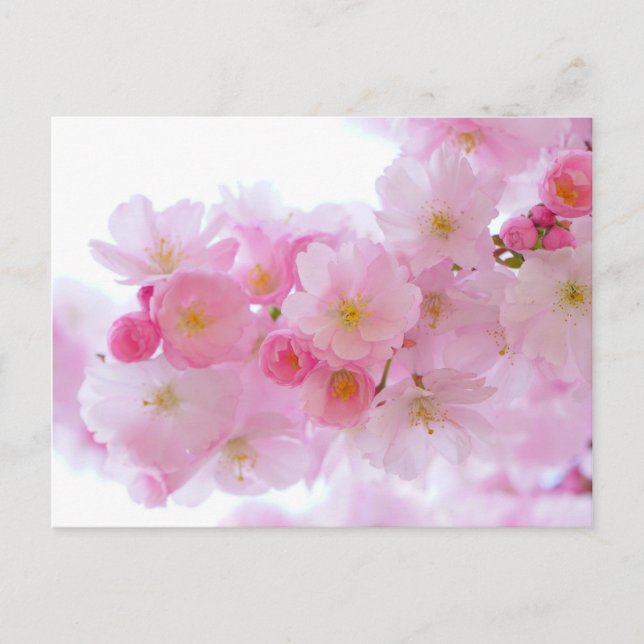 Carte Postale Fleur japonaise de cerisier (Devant)