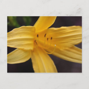 Carte Postale fleur jaune