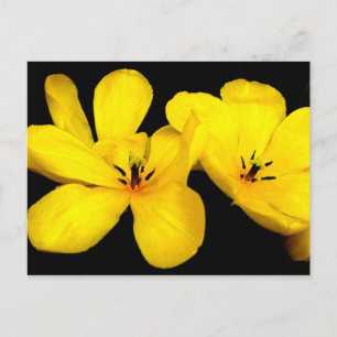Carte postale Fleur Jaune