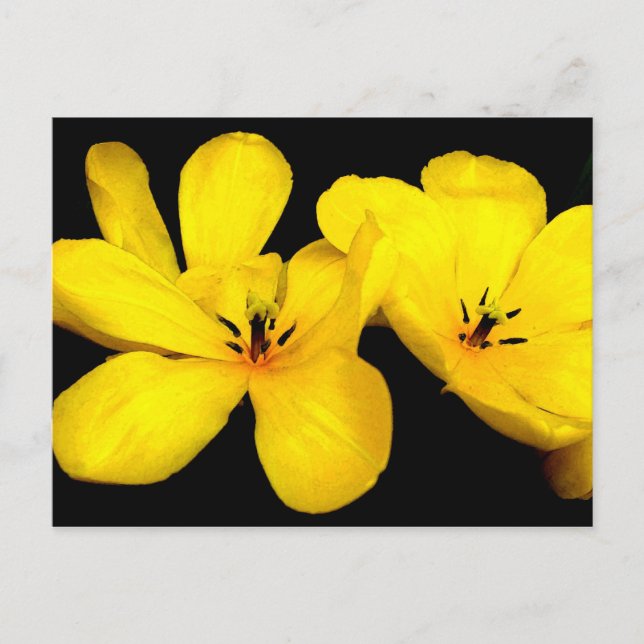 Carte postale Fleur Jaune (Devant)
