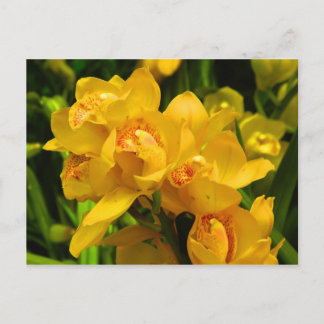 Carte Postale Fleur Jaune