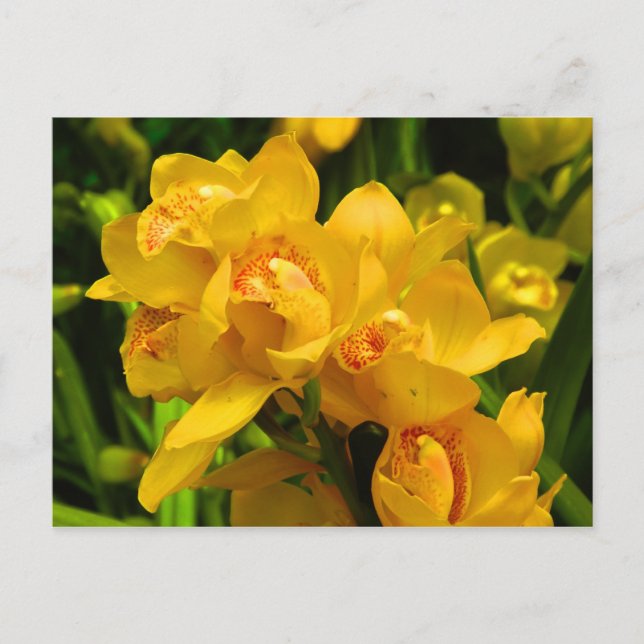 Carte Postale Fleur Jaune (Devant)