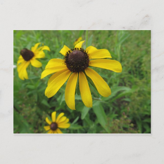 Carte Postale Fleur jaune (Devant)