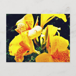 Carte Postale Fleur jaune