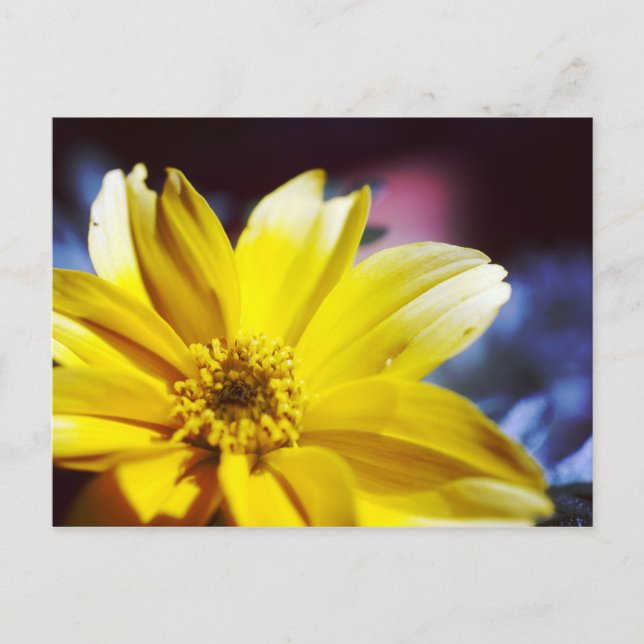 Carte Postale Fleur jaune (Devant)