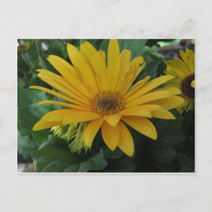 Carte Postale Fleur jaune