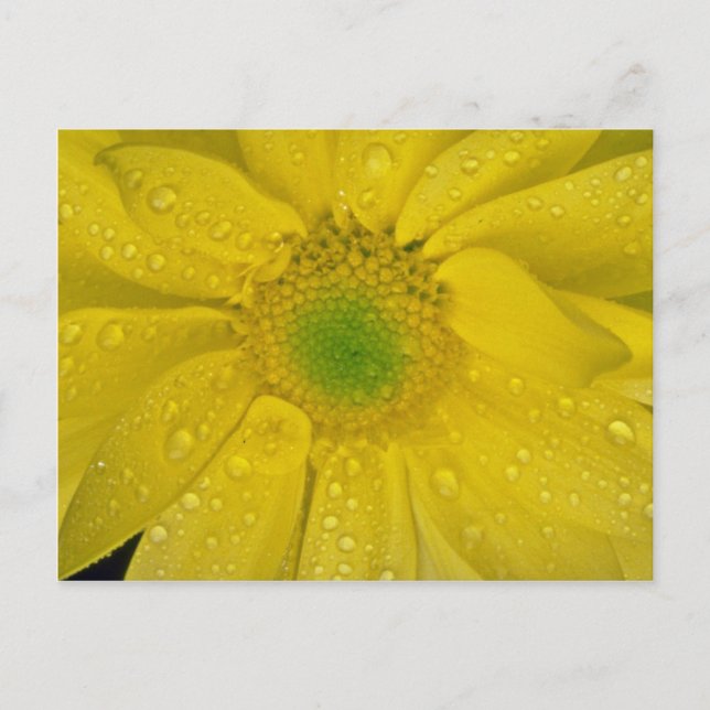 Carte Postale Fleur jaune (Devant)