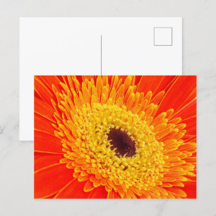 Carte Postale Fleur jaune