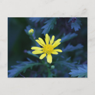 Carte Postale fleur jaune