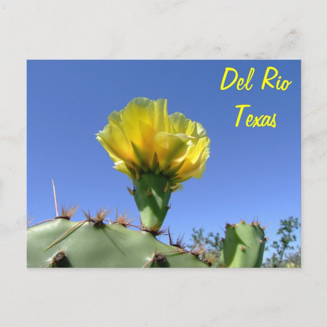 Carte Postale Fleur jaune de cactus de souvenirs de Del Rio le (Devant)