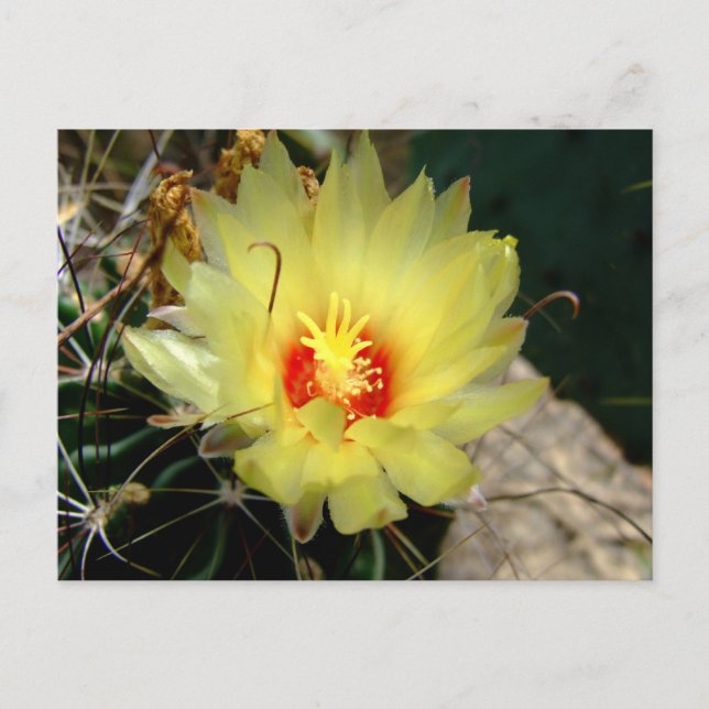 Carte Postale Fleur jaune de cactus d'hameçon (Devant)