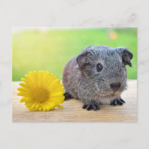 Carte Postale Fleur jaune de porc