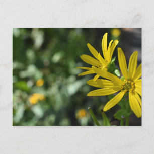Carte Postale Fleur Jaune Fleur Florale Nature Photographie