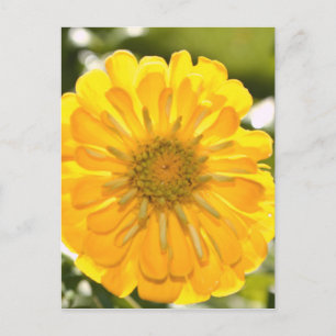 Carte Postale Fleur jaune fleurie jaune marguerite jaune