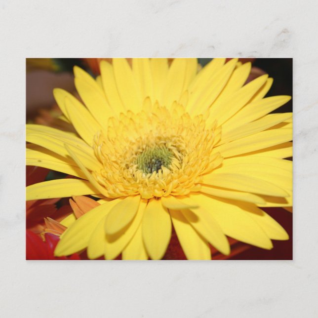 Carte Postale Fleur jaune Tournesol (Devant)