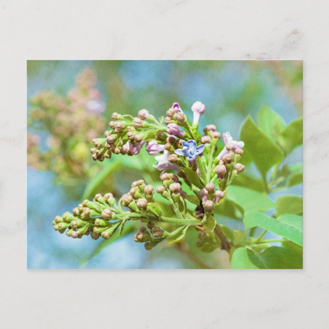 Carte Postale Fleur Lilac - Primus Inter Pares (Devant)
