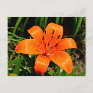 Carte Postale Fleur Lily asiatique orange vibre