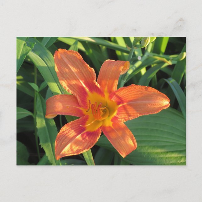 Carte Postale Fleur Lily de tigre orange (Devant)