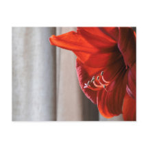 Carte postale Fleur Lion Rouge Amaryllis