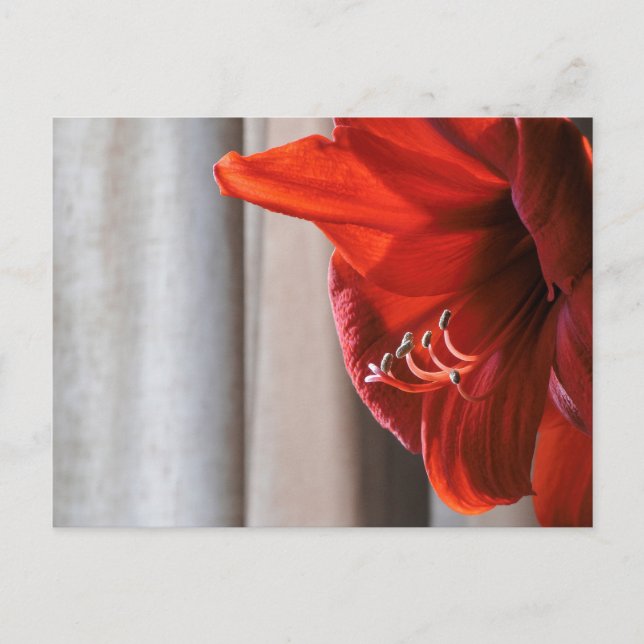 Carte postale Fleur Lion Rouge Amaryllis (Devant)