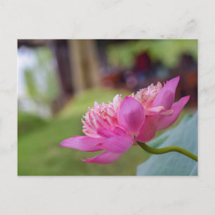 Carte Postale Fleur Lotus