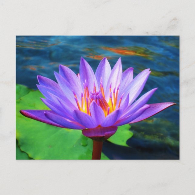 Carte Postale Fleur Lotus (Devant)