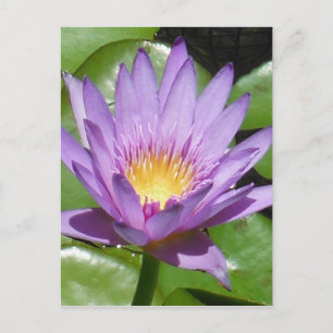 Carte Postale Fleur Lotus