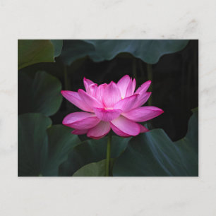 Carte Postale Fleur Lotus