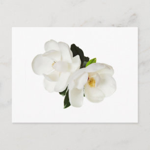 Carte Postale Fleur Magnolia Blanche Magnolias Fleurs Florales