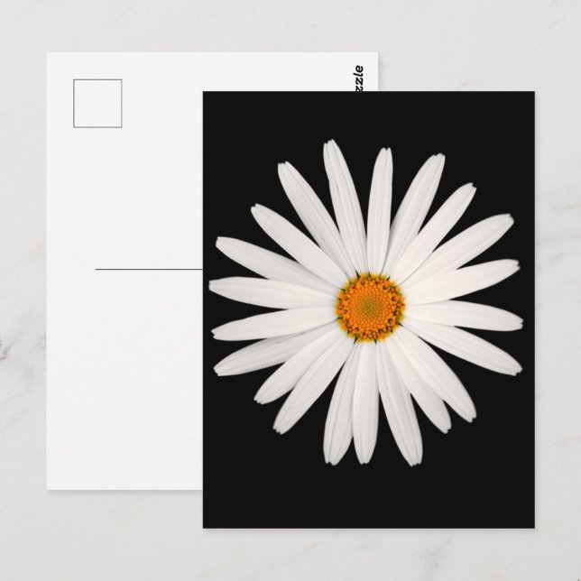 Carte Postale Fleur marguerite (Devant / Derrière)