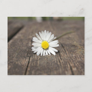Carte Postale Fleur marguerite blanche