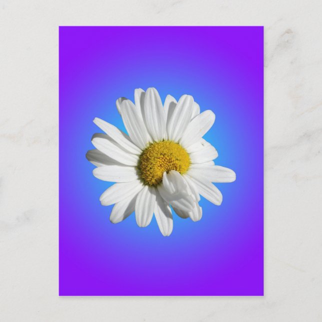Carte Postale Fleur marguerite blanche Flore pourpre Bleu Dégrad (Devant)