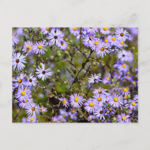 Carte Postale Fleur marguerite taïcane
