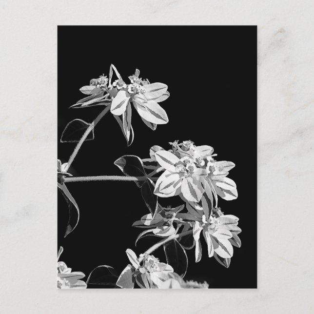 Carte postale Fleur noire et blanche (Devant)