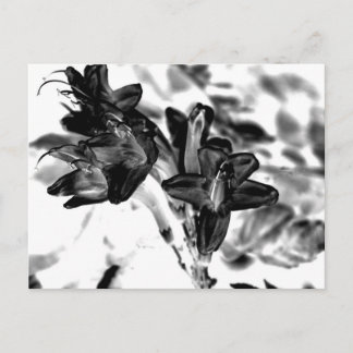 Carte Postale Fleur noire et blanche