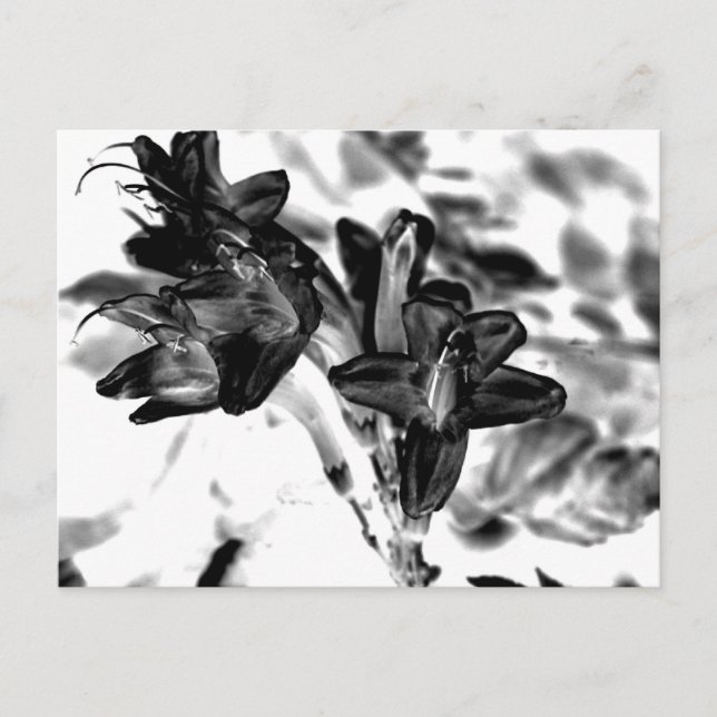 Carte Postale Fleur noire et blanche (Devant)