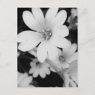Carte Postale Fleur noire et blanche