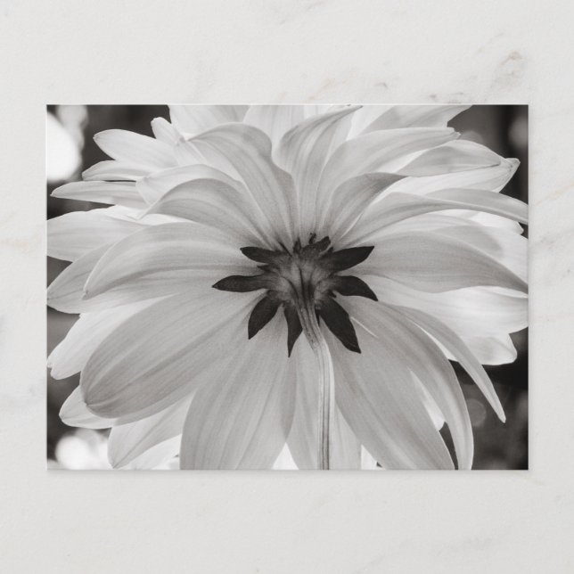 Carte Postale Fleur noire et blanche Dahlia (Devant)