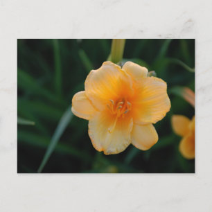 Carte Postale Fleur orange