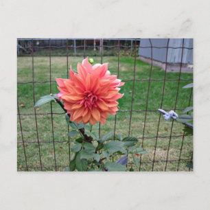 Carte Postale Fleur orange