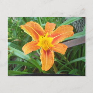 Carte Postale Fleur orange