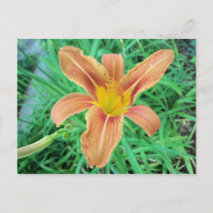 Carte Postale Fleur orange 2