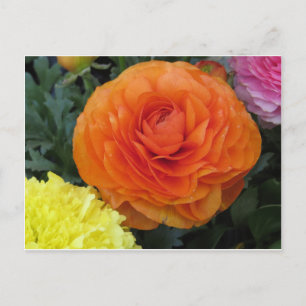 Carte Postale Fleur orange ronde