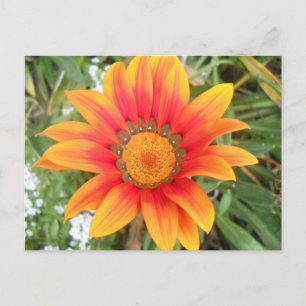 Carte Postale Fleur orange vif unique